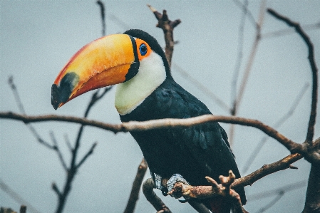 Branch bird animal wildlife Photo