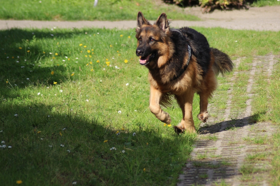 Cane animale mammifero pastore tedesco
