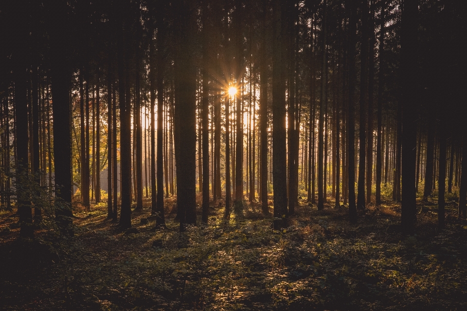 Landscape tree nature forest