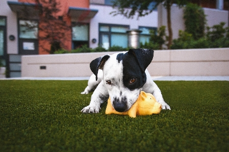 Grass lawn puppy dog Photo