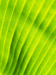 Grass drop growth plant Photo