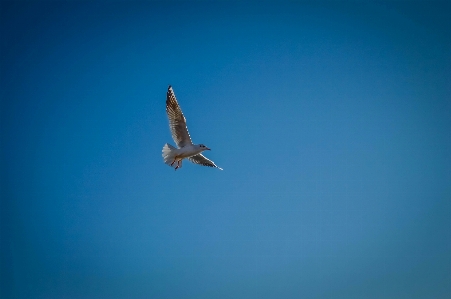 Sea bird wing sky Photo