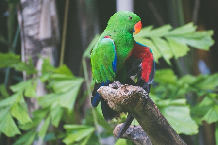 Branch bird animal wildlife Photo