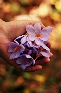 Hand nature blossom blur Photo