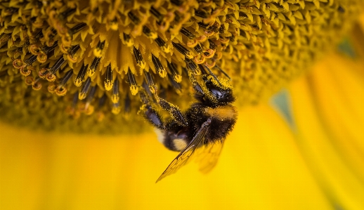 Zdjęcie Natura zakład fotografia liść