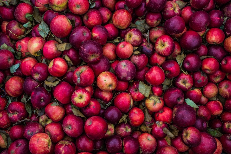 Apple tanaman buah bunga