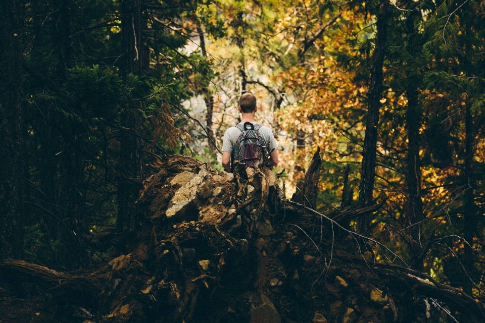 Człowiek drzewo natura las