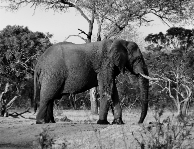 Foto Bianco e nero
 animale animali selvatici mammifero