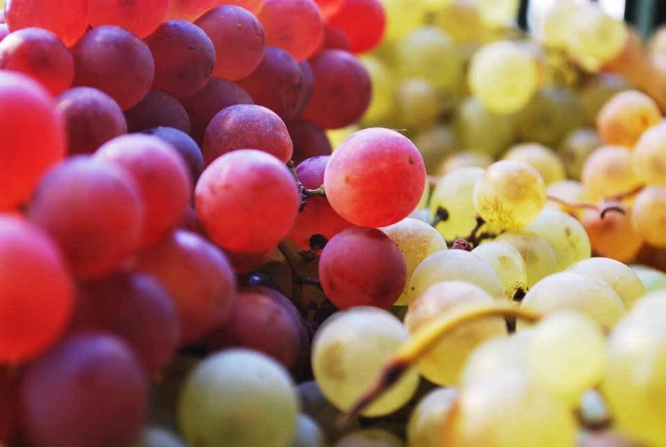 Se brouiller usine raisin fruit