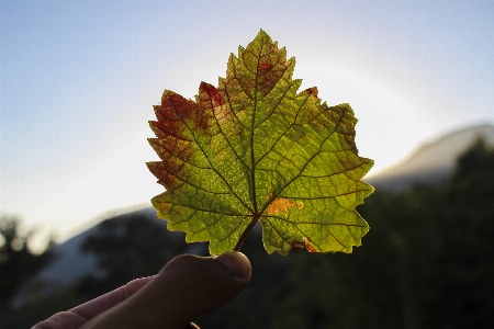 Foto árvore natureza filial plantar