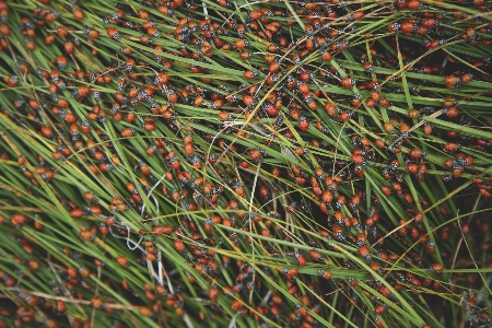 Tree grass branch plant Photo