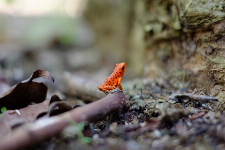 Nature bird wood leaf Photo