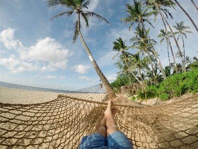 Beach sea tree water Photo