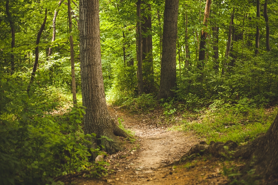 Baum natur wald weg