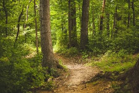 Tree nature forest path Photo