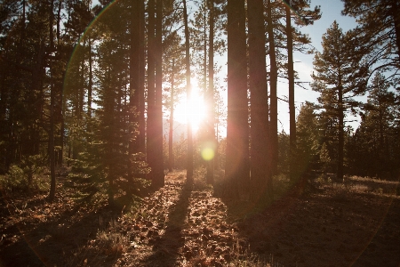 Tree nature forest grass Photo