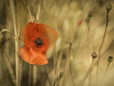 Nature blossom plant photography Photo