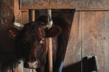 Wood farm barn animal Photo