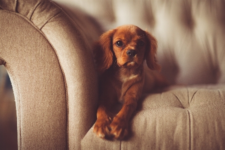 Seat puppy dog animal Photo