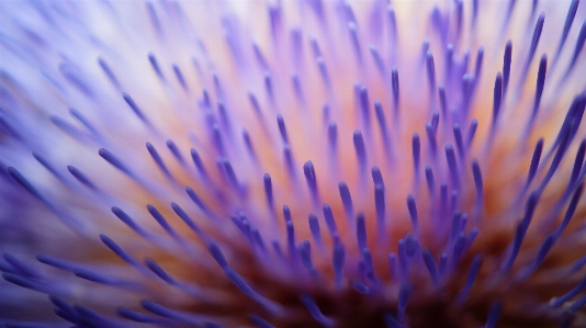 Blossom plant photography flower Photo