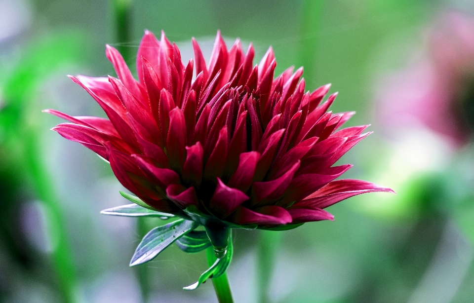 Natur blüte anlage fotografie