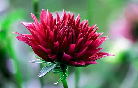 Nature blossom plant photography Photo