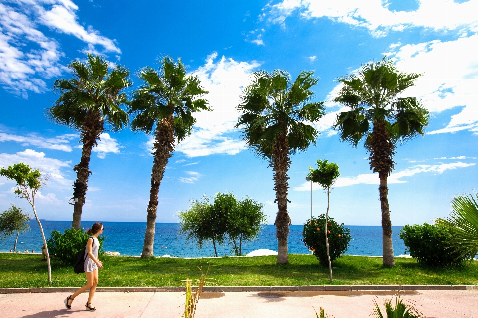 Playa paisaje mar árbol