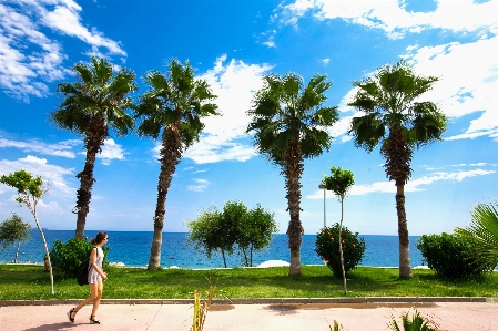 Beach landscape sea tree Photo