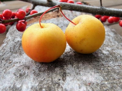 Apple winter plant fruit Photo