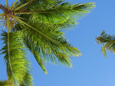 Foto árbol rama planta luz de sol