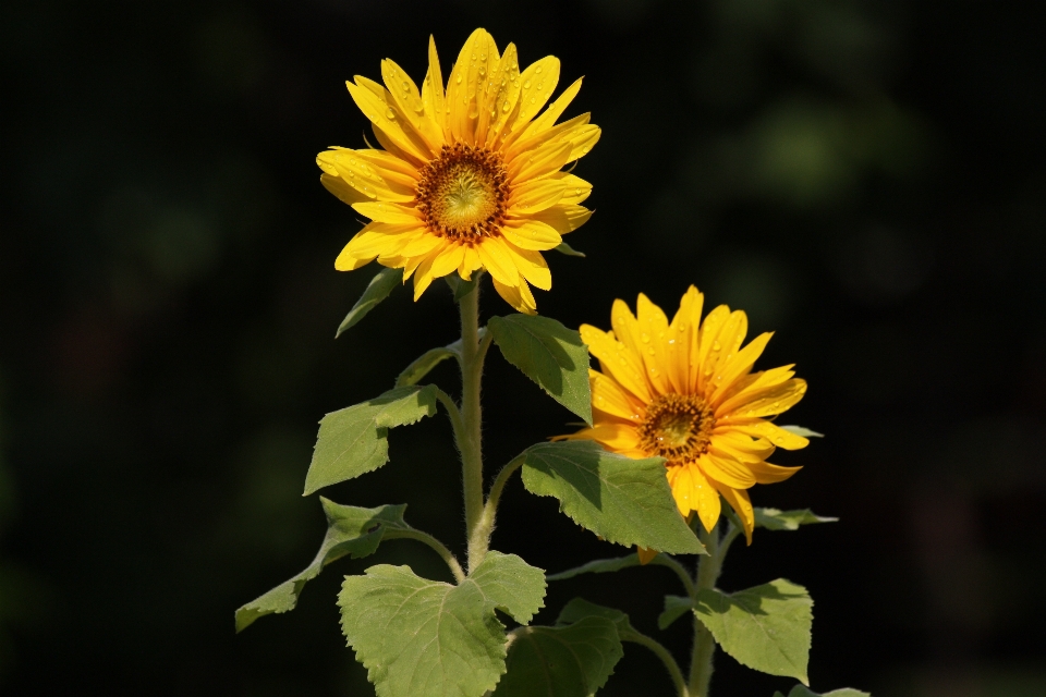 Natur anlage feld sonnenlicht