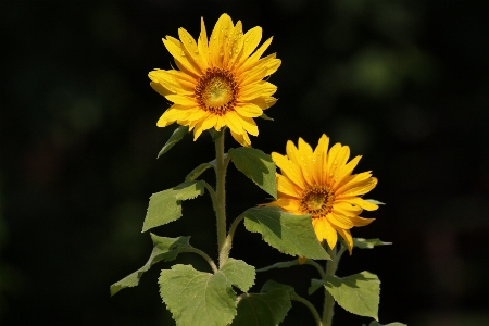 Foto Naturaleza planta campo luz de sol