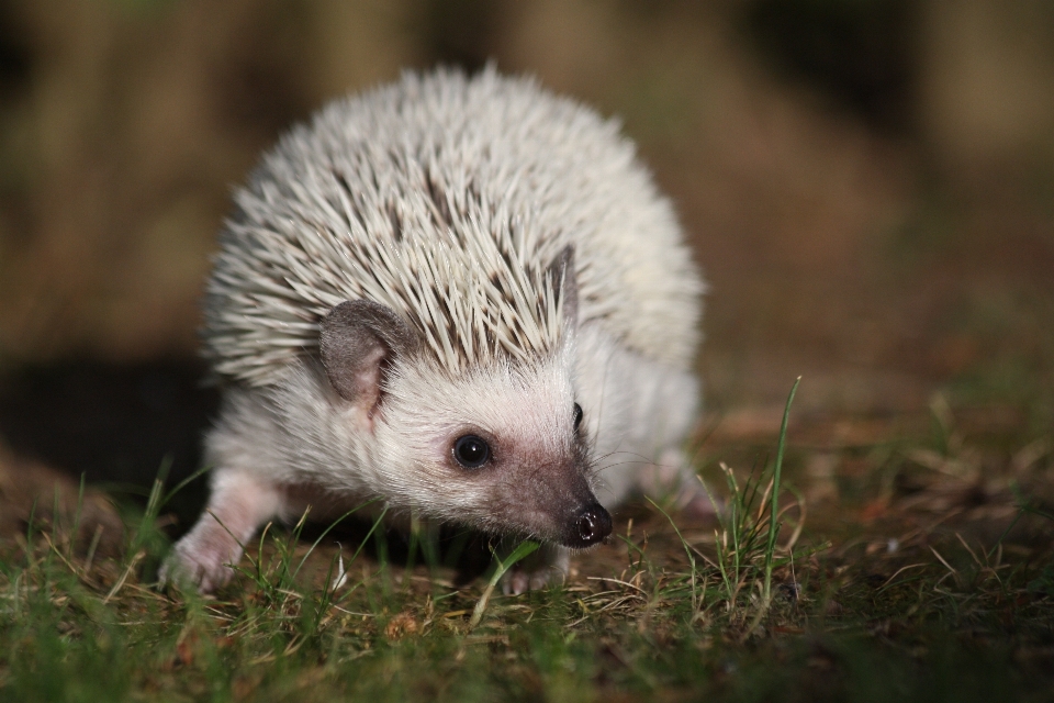 Lindo fauna silvestre mascota mamífero