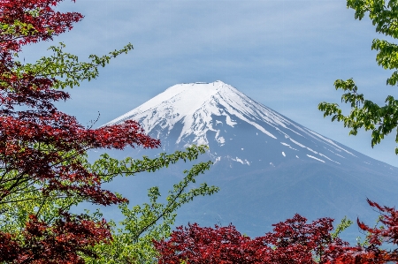 Landscape tree nature outdoor Photo