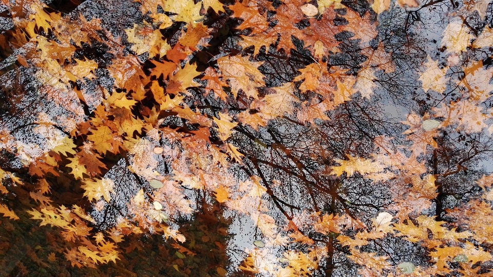 Albero acqua ramo pianta