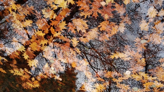 Фото дерево вода ветвь растение