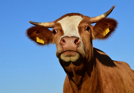 Foto Cielo visualizzazione animale corno