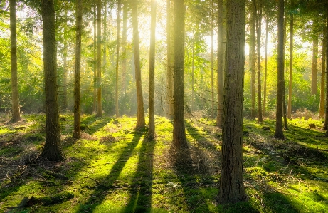 Foto Paesaggio albero natura foresta