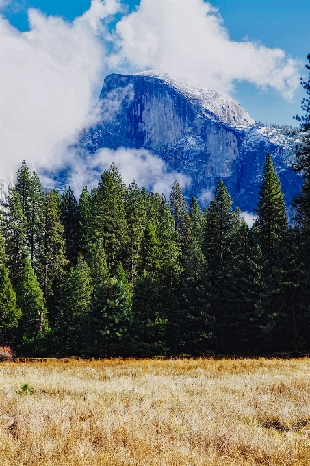 Paisaje árbol naturaleza bosque