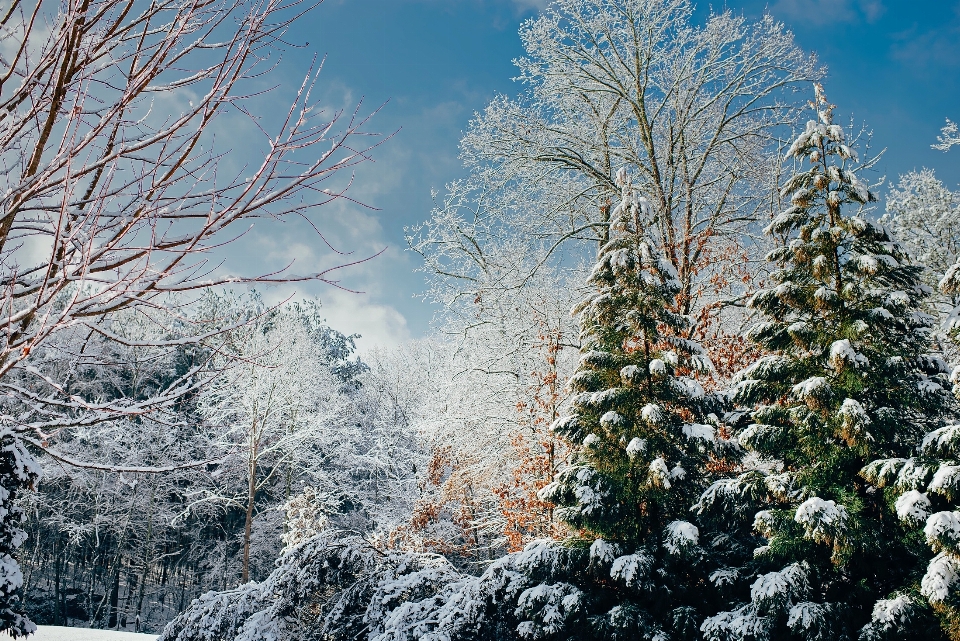 Paesaggio albero natura foresta