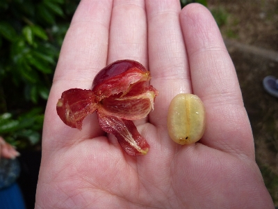 Hand cafe coffee plant Photo