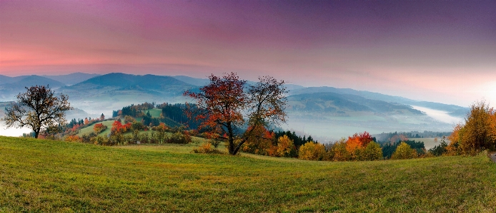 Фото пейзаж дерево природа пустыня
