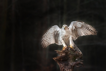 Foto Natura uccello ala animali selvatici