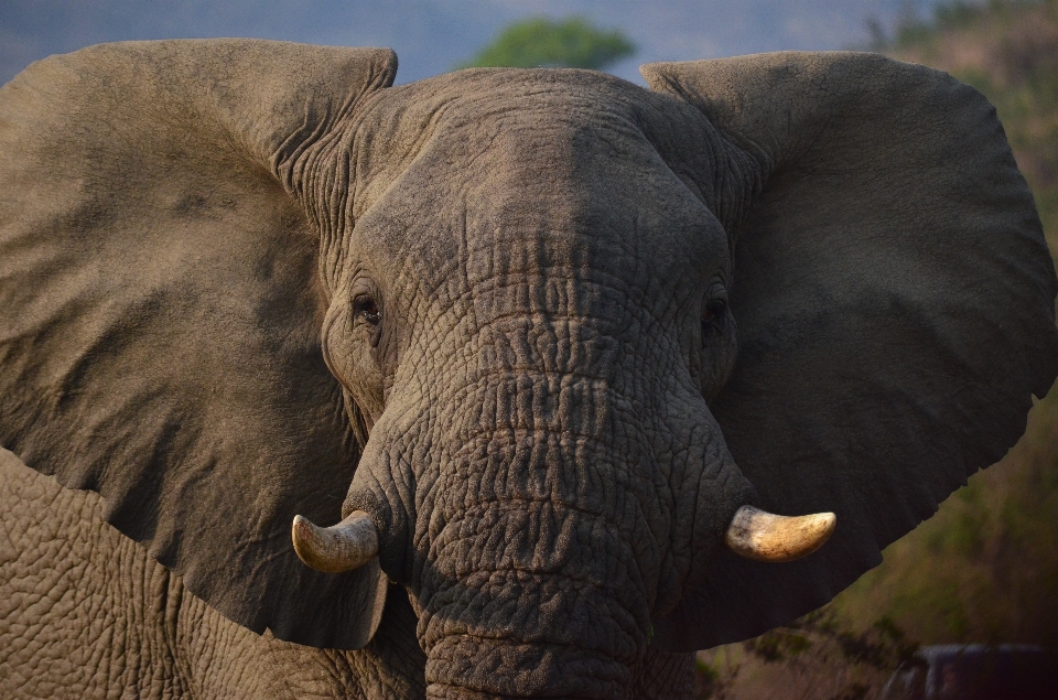 Aventure faune afrique mammifère