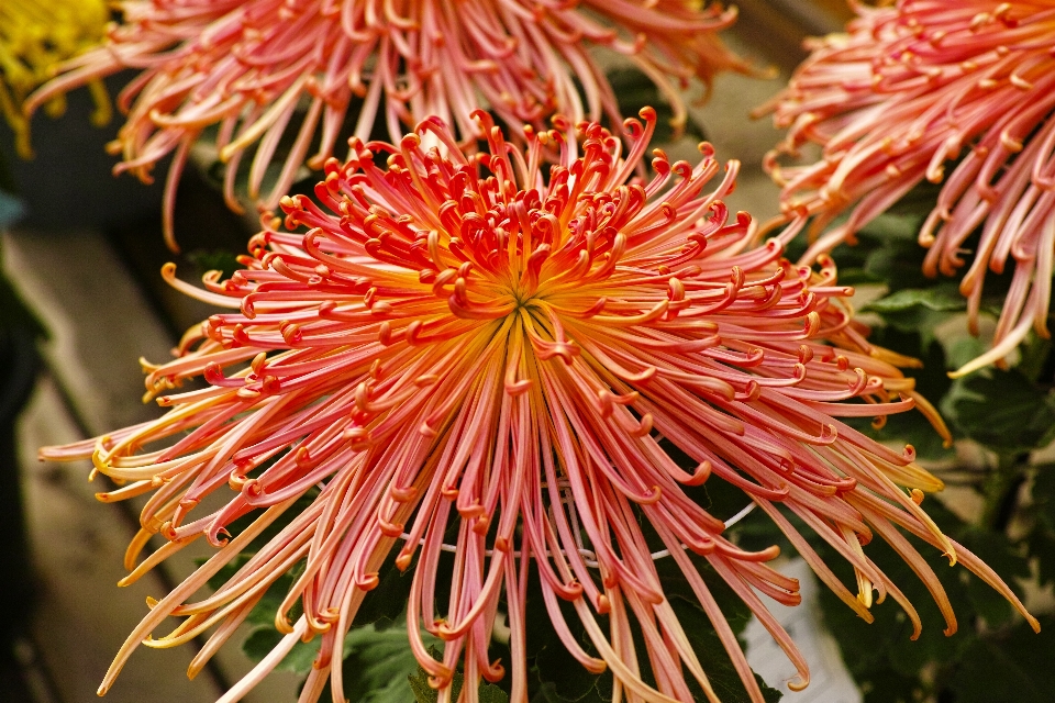 Anlage fotografie blume blütenblatt