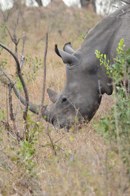 Avventura animali selvatici africa fauna