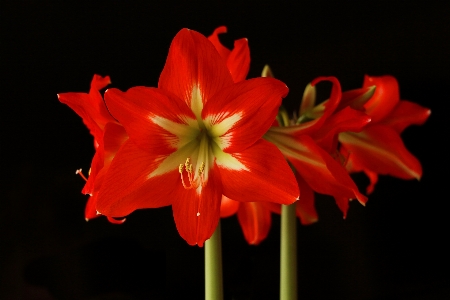 Nature blossom plant flower Photo