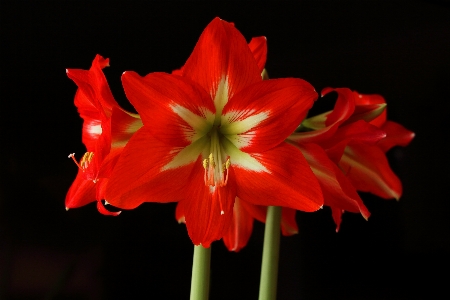 Nature blossom plant flower Photo