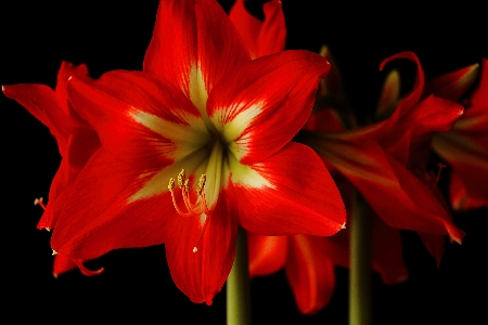 Nature blossom plant flower Photo