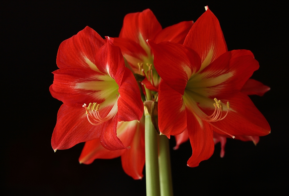 Blossom plant flower petal